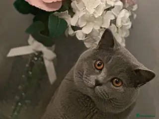 British Shorthair cats STUD Buddy the bear - Advert 3