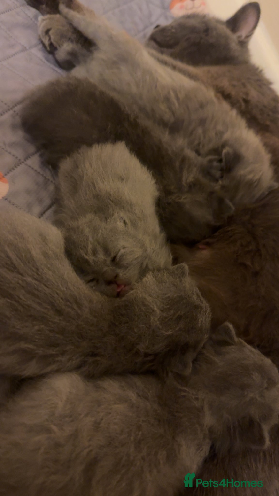 British Shorthair cats Blue British shorthair kittens  - Advert 2