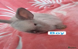 Mixed Breed rabbits for sale: Updated in 7 November bunnies - Advert 19