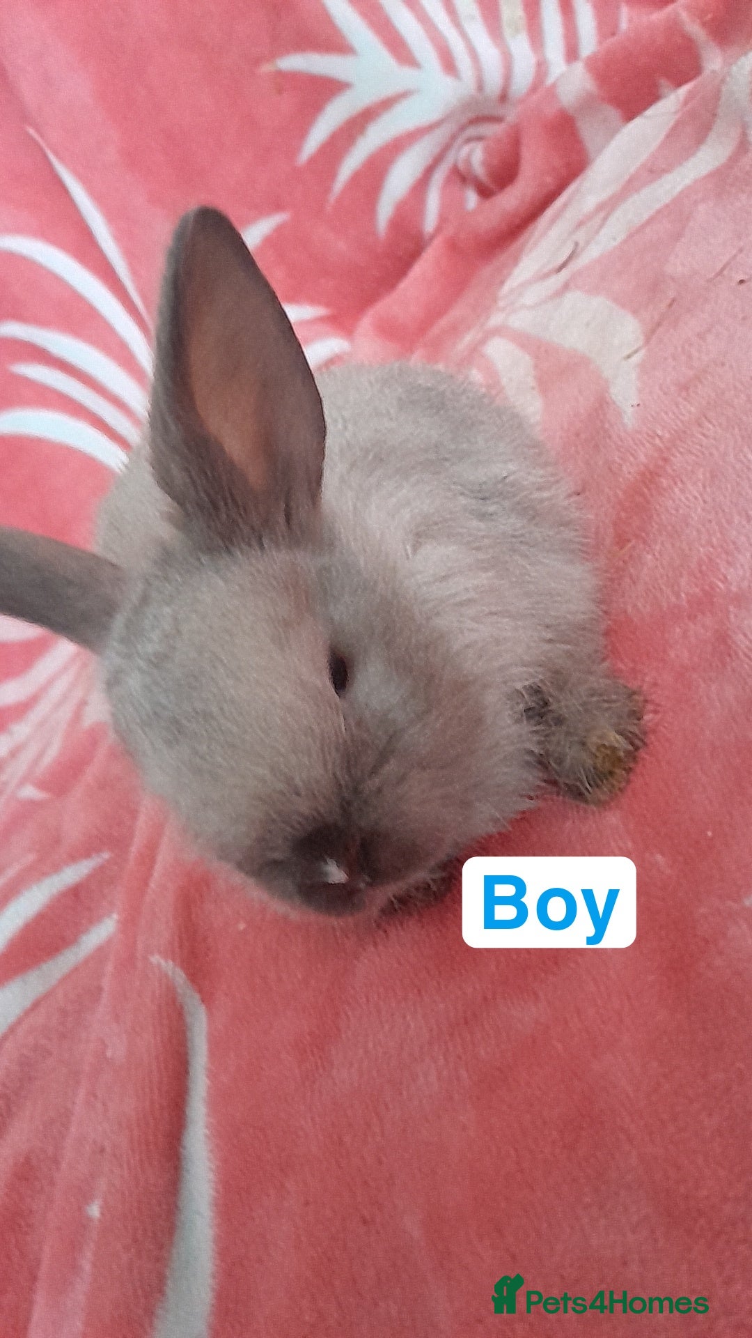 Mixed Breed rabbits for sale: Updated in 7 November bunnies - Advert 19
