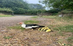 Ducks poultry for sale: Muscovy duck with 8 ducklings  - Image 5