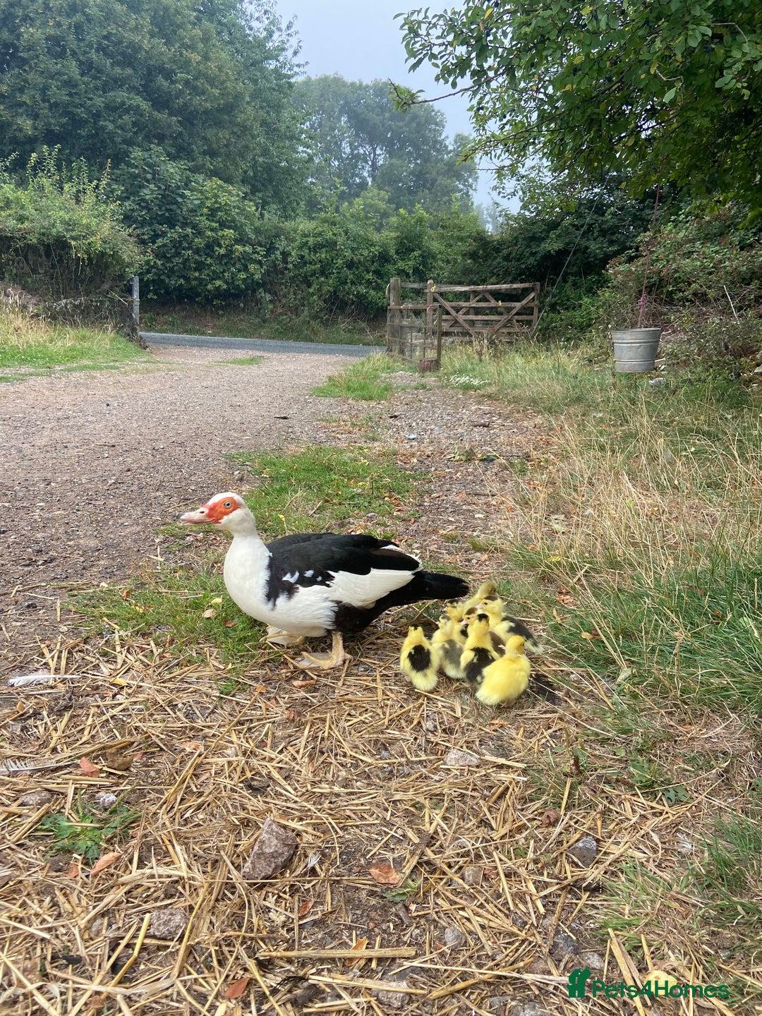 Ducks poultry for sale: Muscovy duck with 8 ducklings  - Image 5