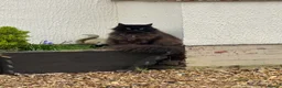 Maine Coon cats for sale: Male Maine Coon in Southport - Advert 5