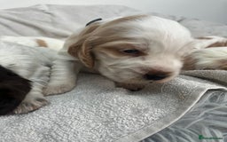 Cocker Spaniel dogs for sale: Beautiful Orange Roan/ Sable Puppies  - Image 4