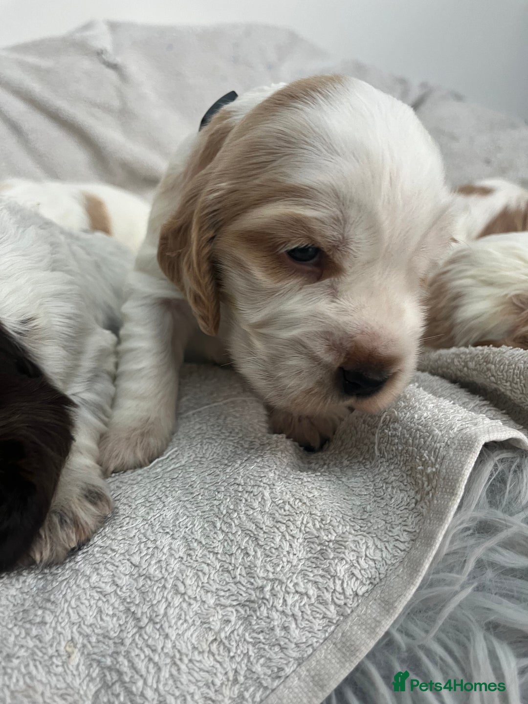 Cocker Spaniel dogs for sale: Beautiful Orange Roan/ Sable Puppies  - Image 4
