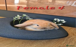 Mini Lop rabbits for sale: 6 Mini Lop Baby Rabbits - 4 females, 2 males - Image 11