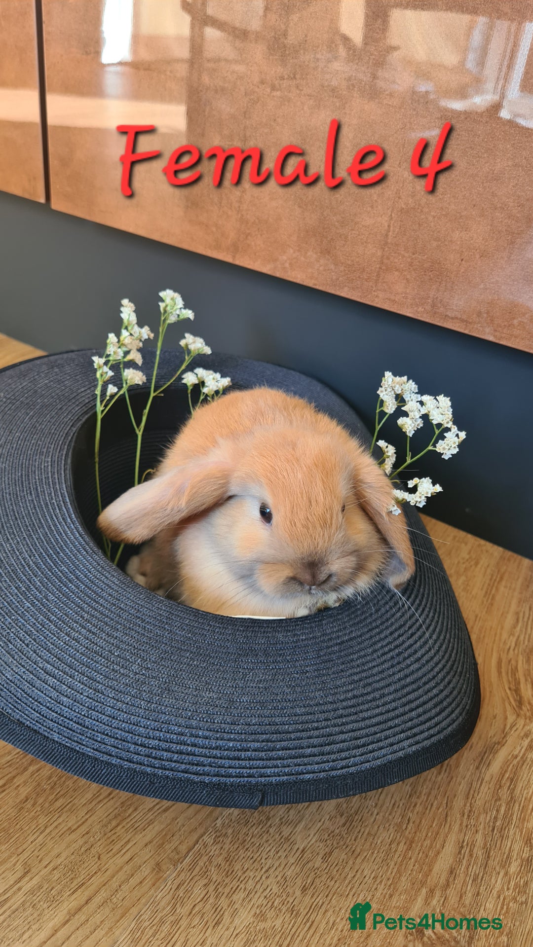 Mini Lop rabbits for sale: 6 Mini Lop Baby Rabbits - 4 females, 2 males - Image 11
