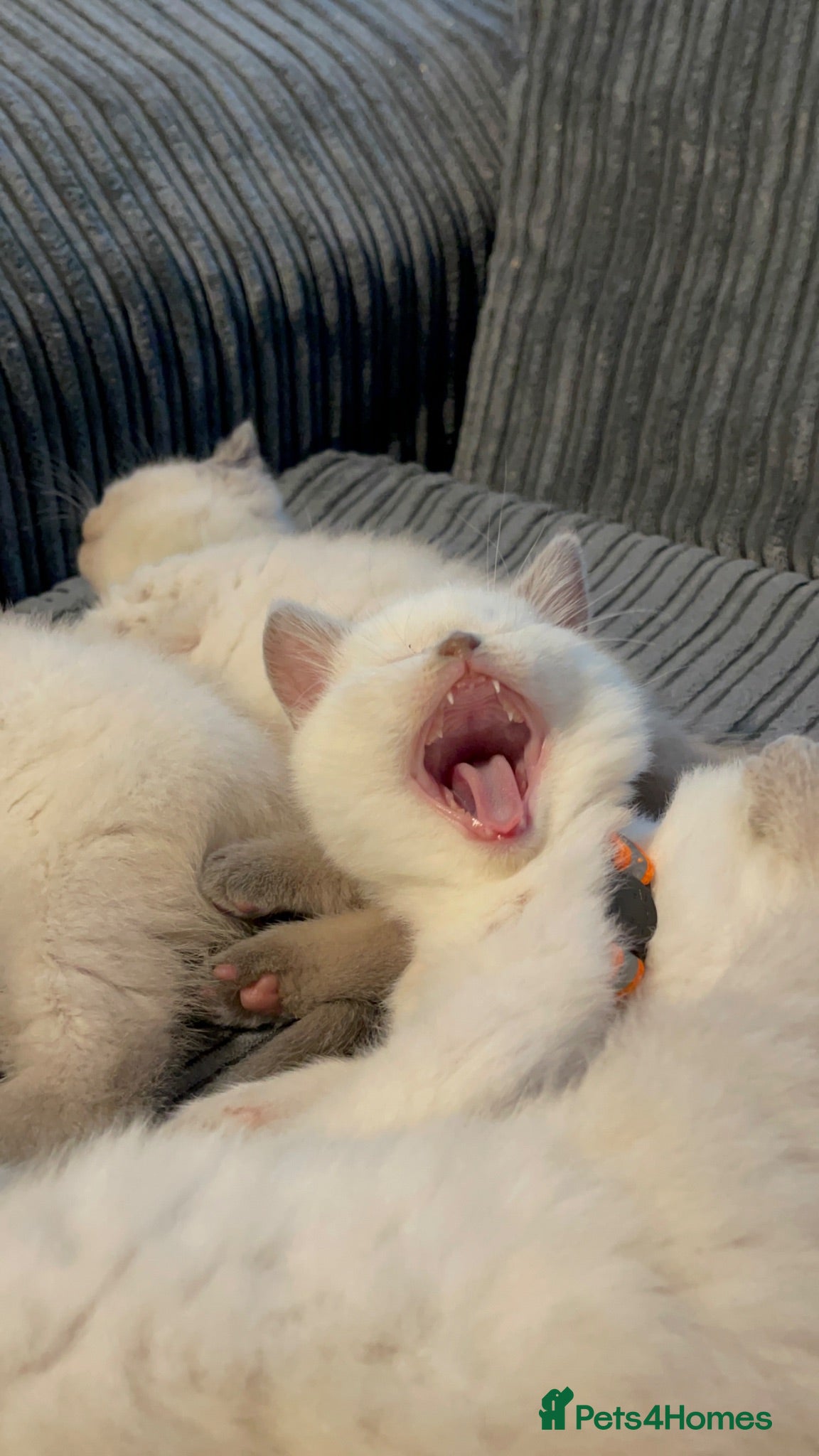 British Shorthair cats GCCF BSH Blue Colourpoint Kittens Rare - Advert 2