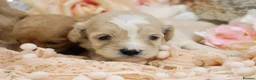 Cavapoo dogs for sale: Health Tested Cavapoo Puppies - Advert 37