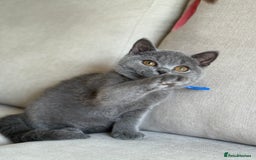British Shorthair cats for sale: Beautiful kittens  - Image 12