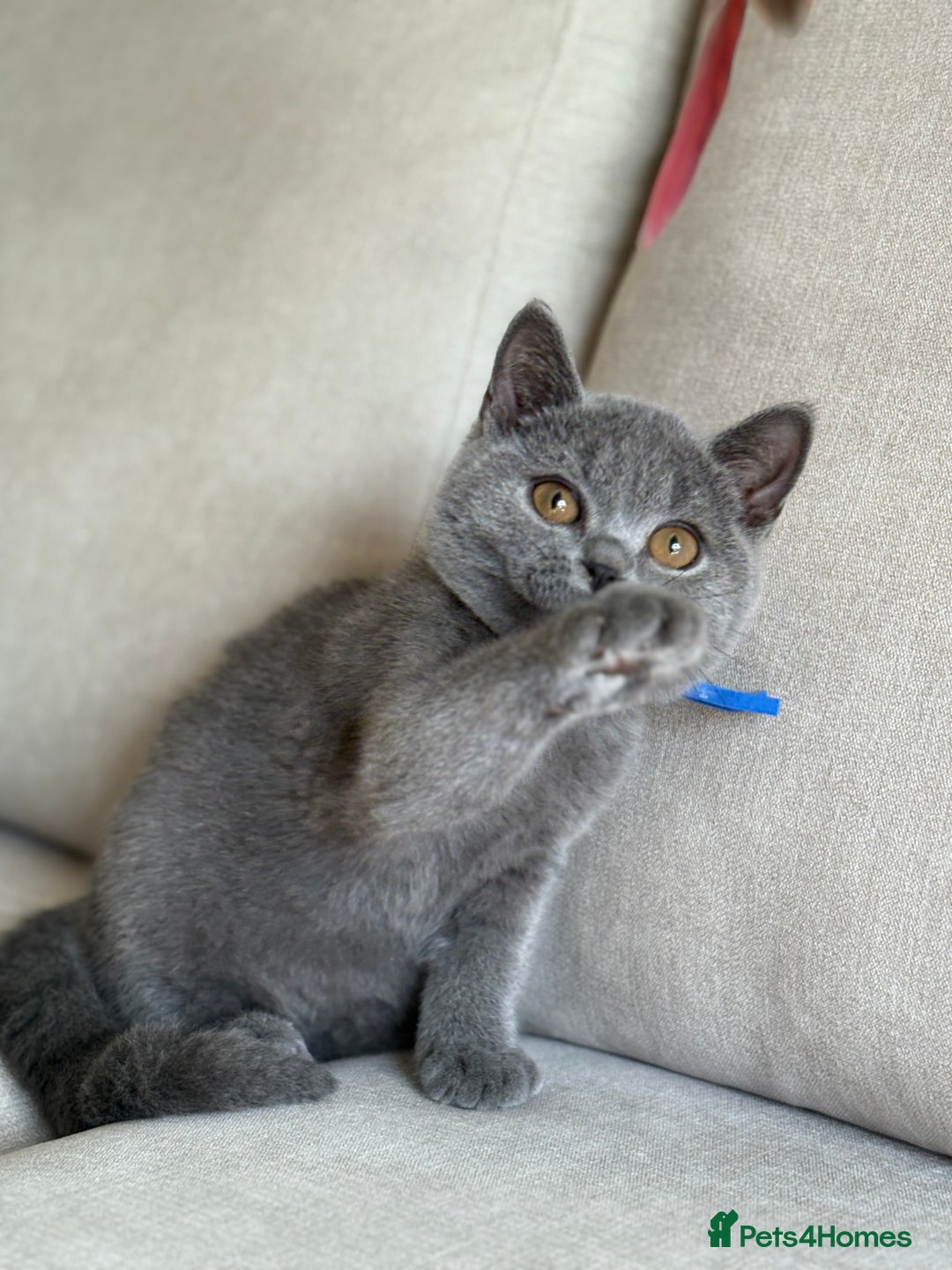 British Shorthair cats for sale: Beautiful kittens  - Image 12