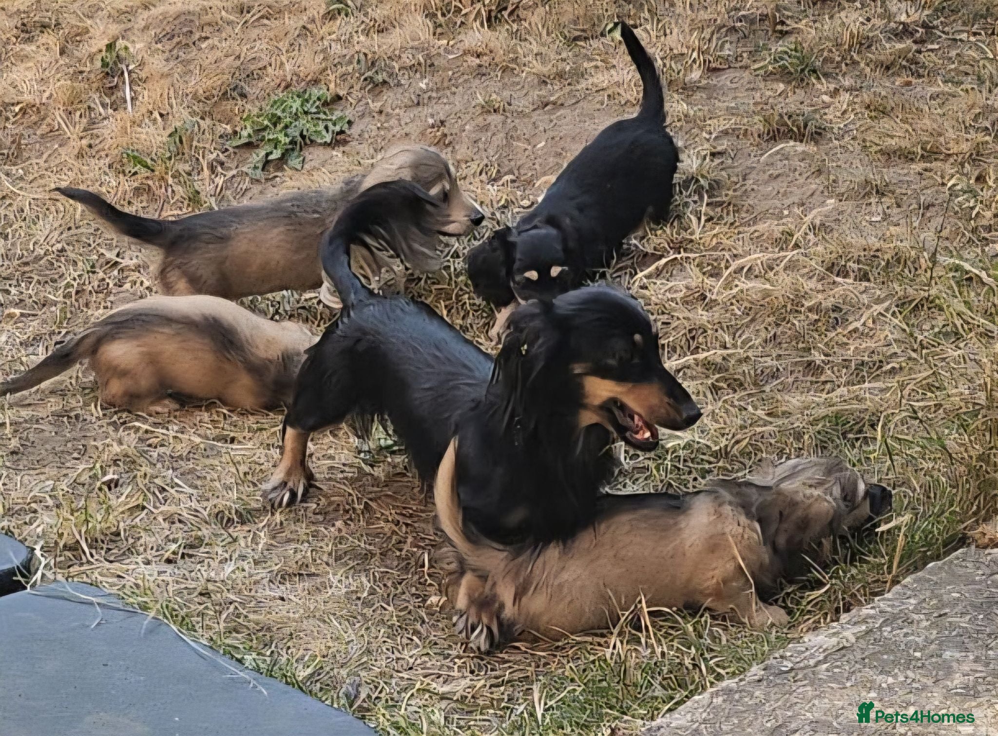 Miniature Dachshund dogs Kc reg Longhaired Miniature daschund  - Advert 3