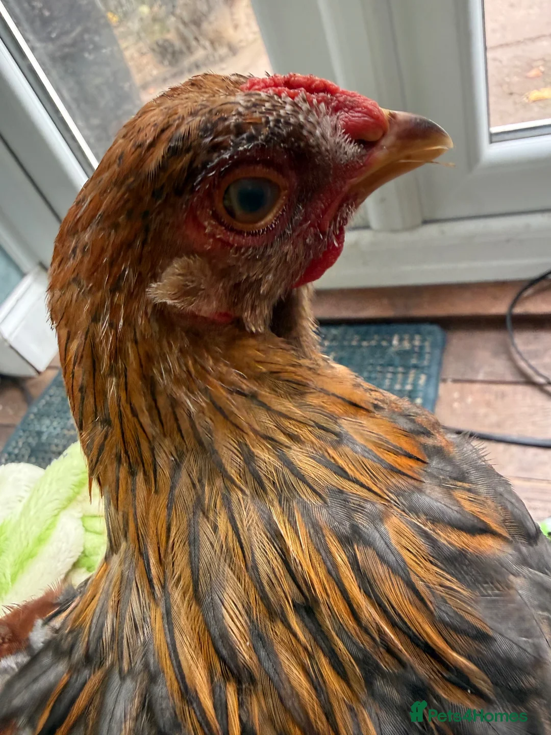 Chickens poultry for sale: Lavender partridge Bantam Brahma & pekin cockerels - Advert 7