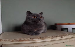British Shorthair cats for sale: Beautiful British Shorthair  - Image 11