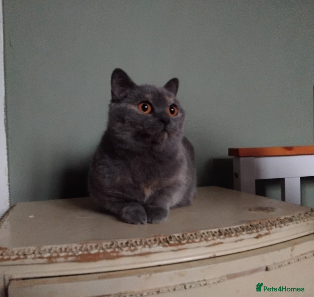 British Shorthair cats for sale: Beautiful British Shorthair  - Image 11