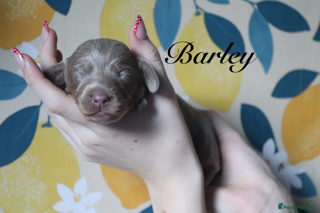 Miniature Dachshund dogs for sale: Miniature Dachshund pups❤️ - Advert 11