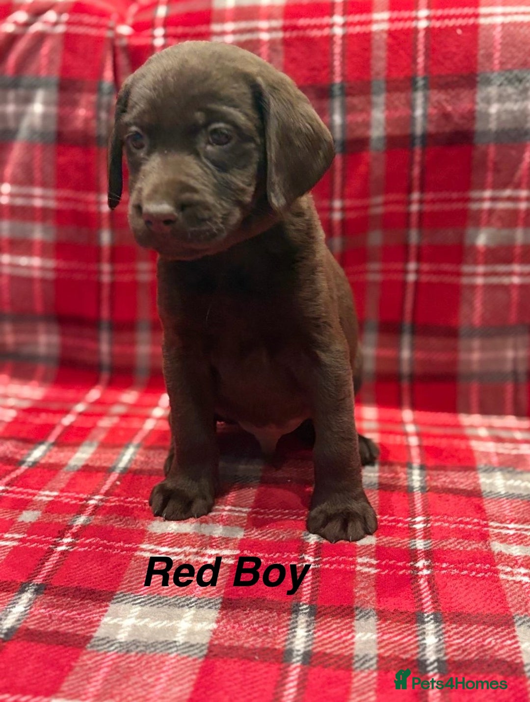 Labrador Retriever dogs for sale: Beautiful KC Chocolate Labrador Retriever puppies - Advert 18