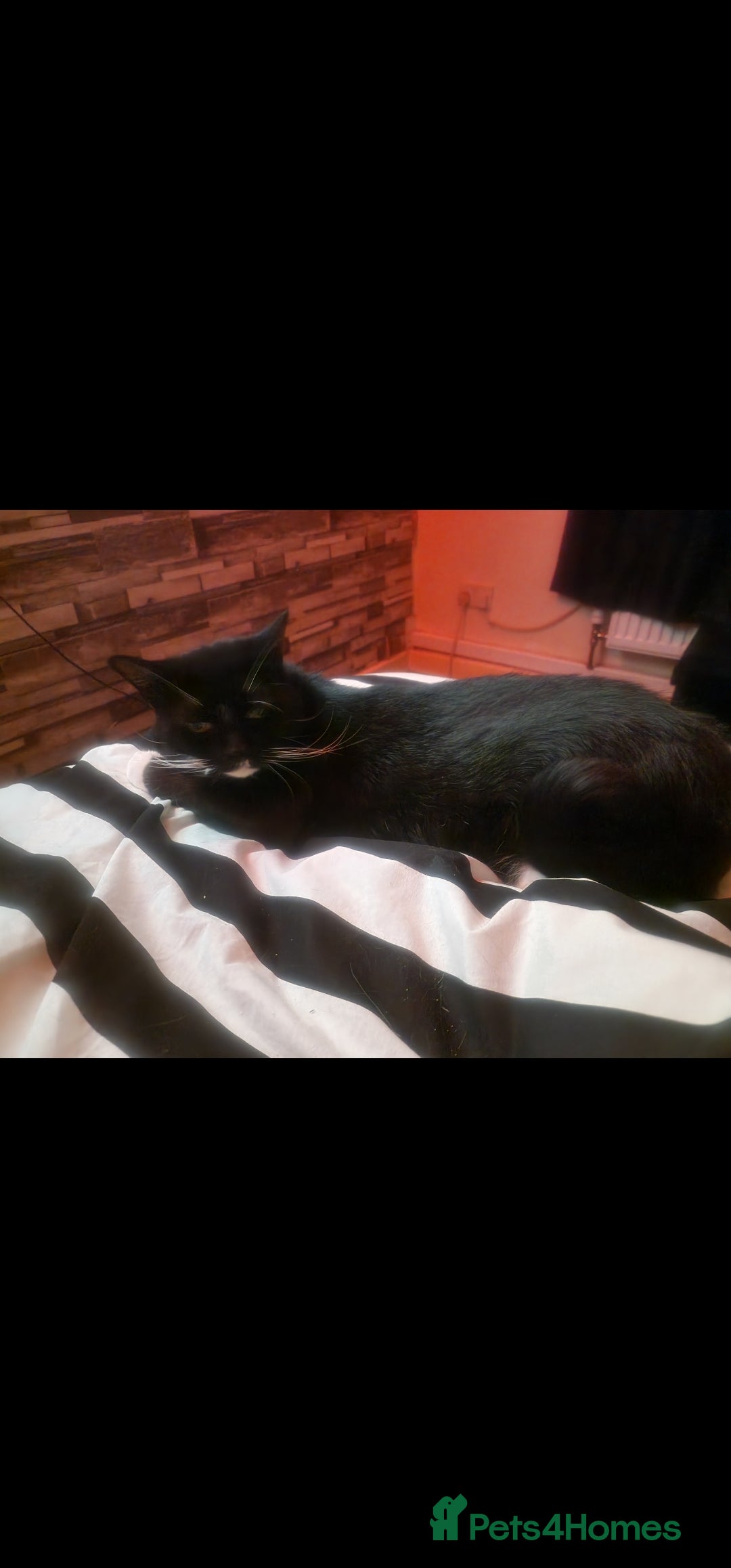 British Shorthair cats for sale: Black and white cat - Image 1