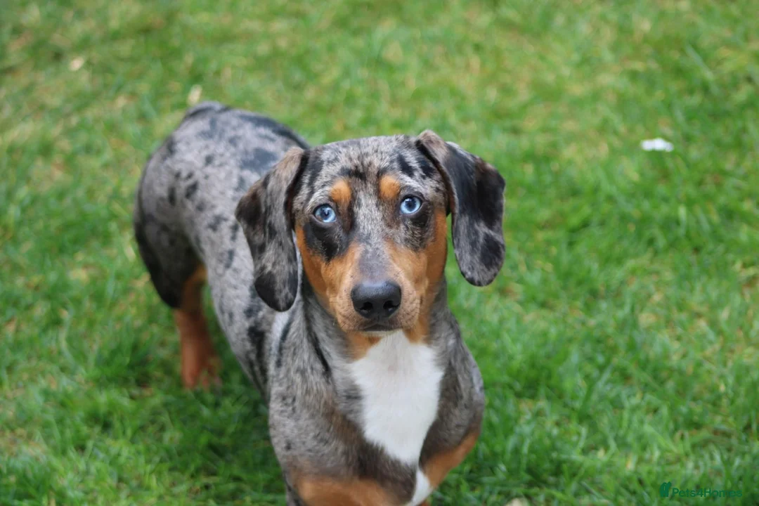 Miniature Dachshund dogs for sale: Miniature dachshund  - Advert 2