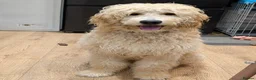 Goldendoodle dogs for sale: 1 Year old Male Goldendoodle  - Advert 7