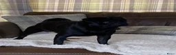 Pug dogs for sale: Beautiful Litter Of Pug Puppies All Girls  - Advert 20
