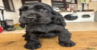 Cocker Spaniel dogs Show ! breeding or pet ! Quality show pups - Advert 1