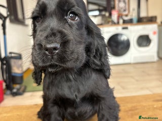 Cocker Spaniel dogs Show ! breeding or pet ! Quality show pups - Advert 14