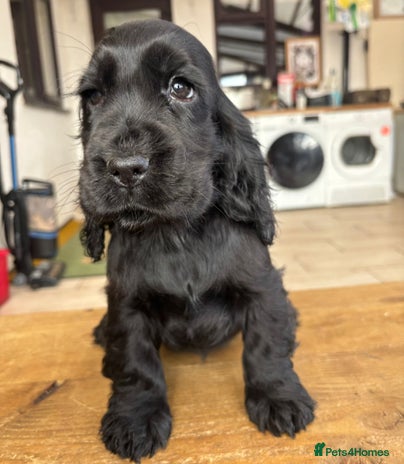 Cocker Spaniel dogs Show ! breeding or pet ! Quality show pups - Advert 10