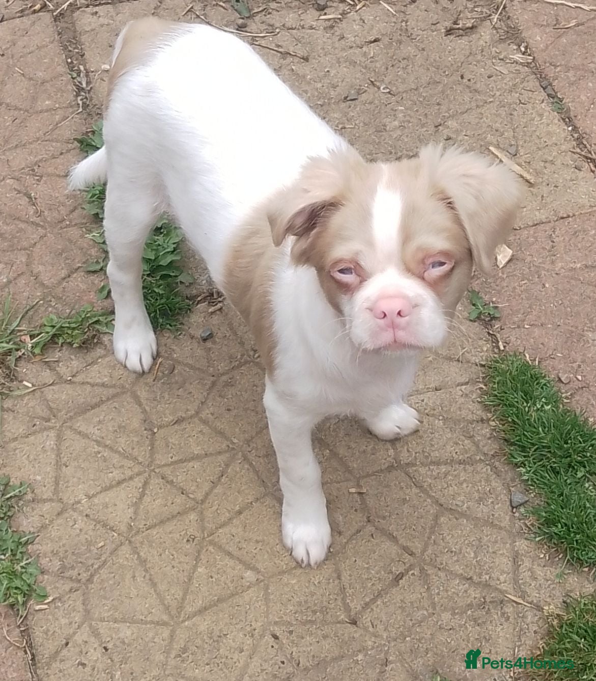 Jug dogs 6 adorable babies looking for their forever homes! - Advert 2