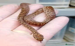 Python Snake reptiles for sale: Children's Python's Males and Females - Image 8