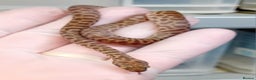 Python Snake reptiles for sale: Children's Python's Males and Females - Advert 8
