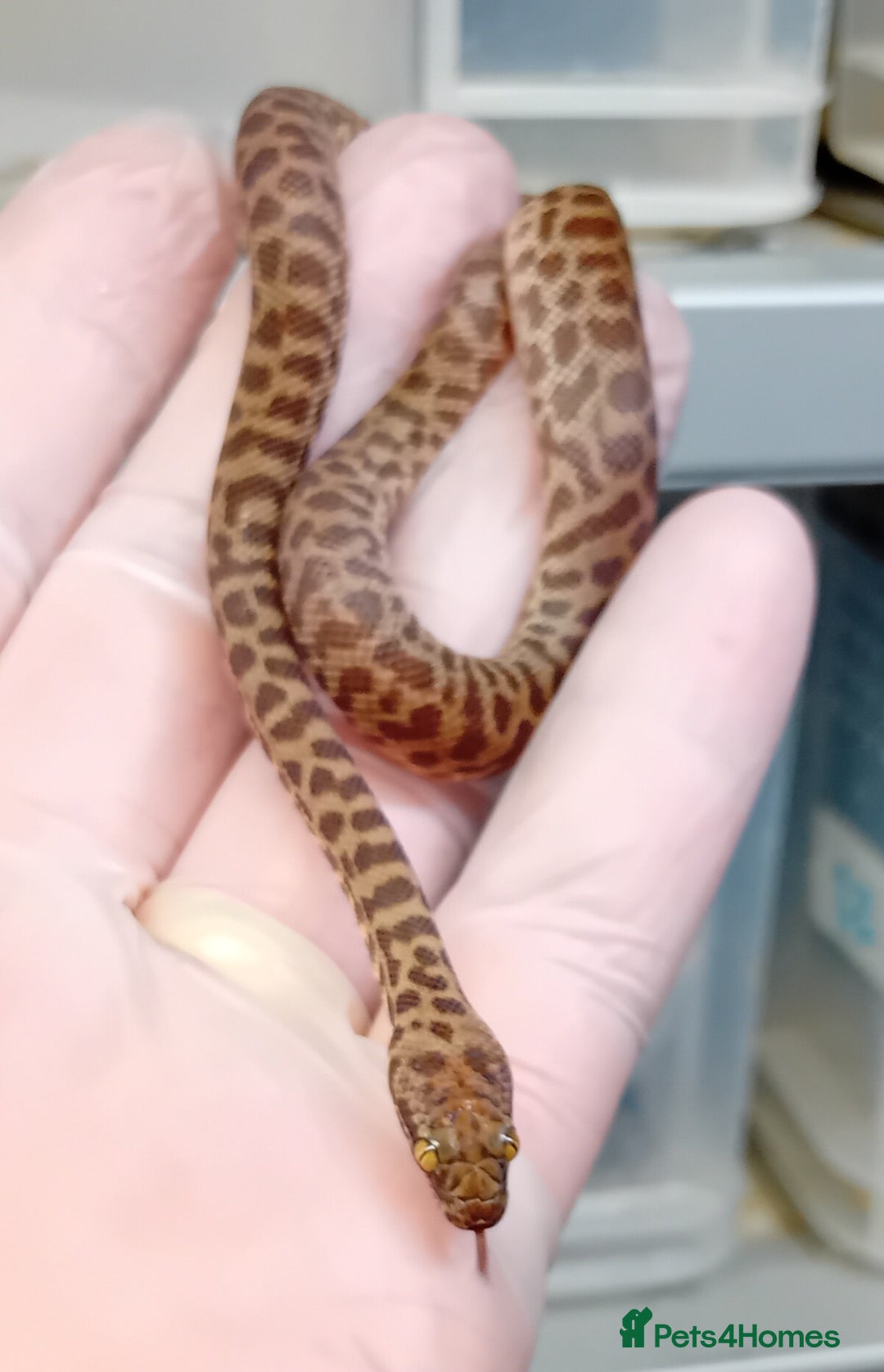 Python Snake reptiles for sale: Children's Python's Males and Females - Image 8