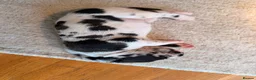 Great Dane dogs for sale: Great Danes puppies  in London - Advert 23