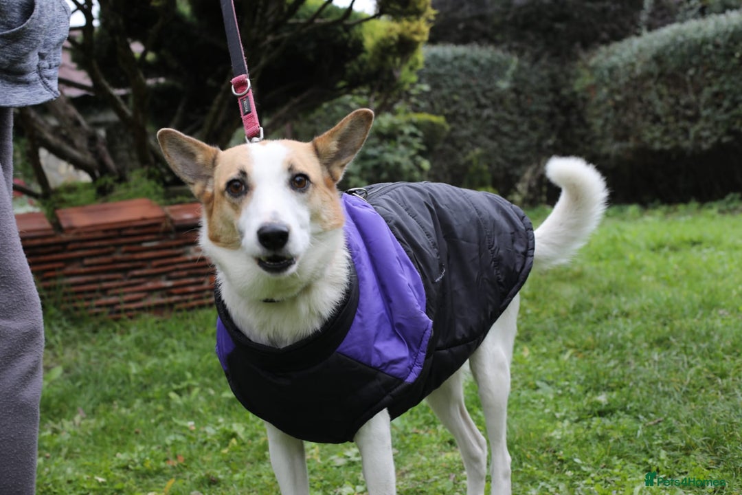 Mixed Breed dogs for adoption: ❤️Alaya❤️- Gentle 4 years old girl  - Advert 10