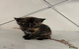 Mixed Breed cats for sale: Ragdoll x British Longhair x Moggie - Image 6