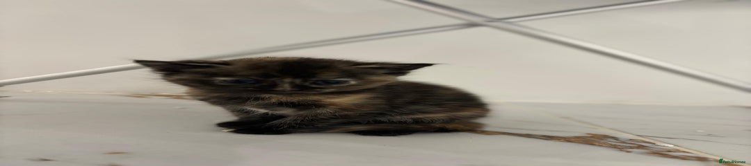 Mixed Breed Kitten 2