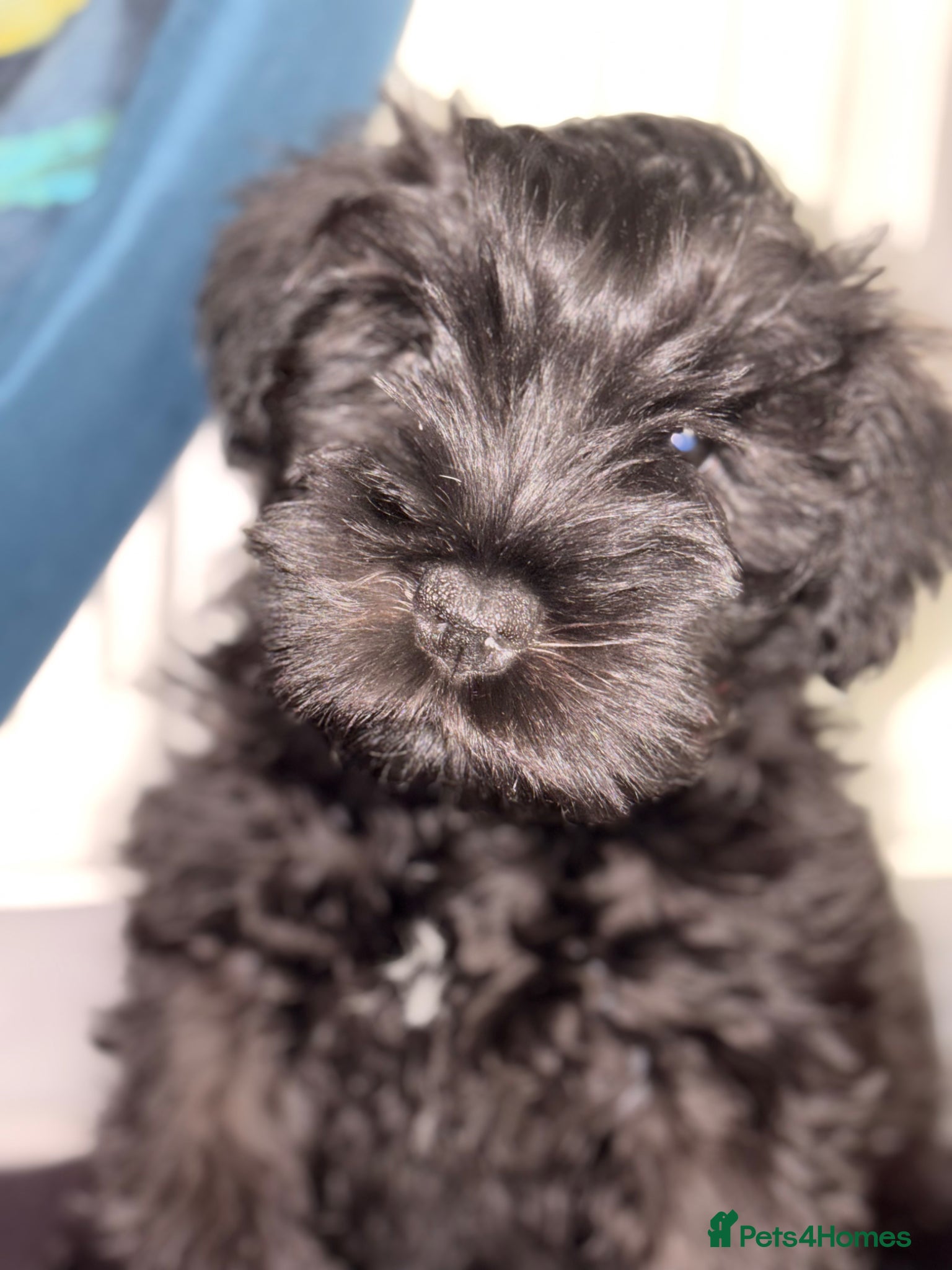 Miniature Schnauzer dogs 🎀 JUST TWO GIRLS LEFT READY NOW 🎀 - Advert 4