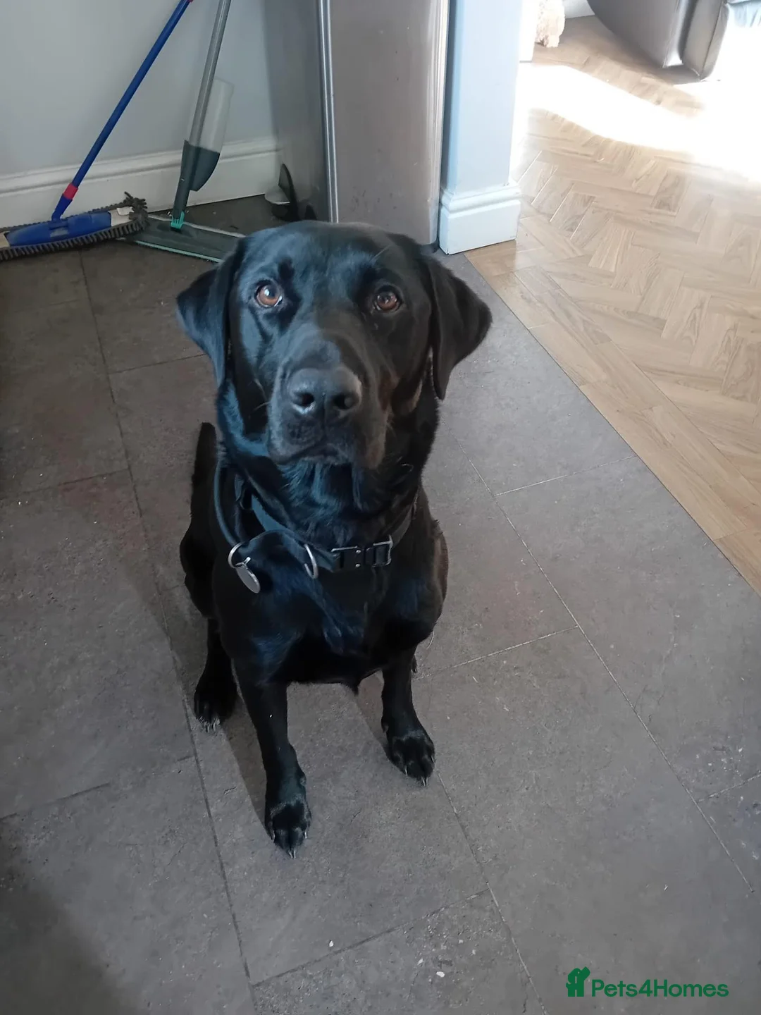 Labrador Retriever dogs for stud: Labrador available for stud in Cardiff - Advert 1