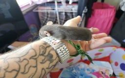 Rat rodents for sale: male and female rats for sale - Image 9