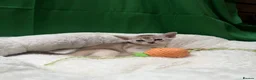 Abyssinian cats for sale: ✨ EXCEPTIONAL CHAMPION LINES – SILVER ABYSSINIAN ✨ - Advert 21