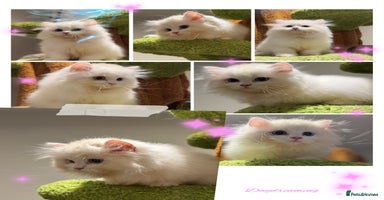 Munchkin cats Top level Super stunning & rare Minuet - Advert 2