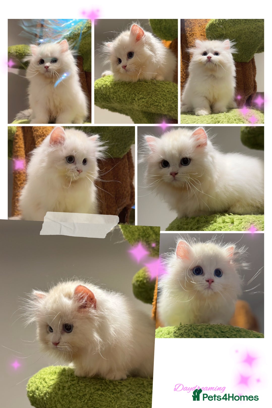 Munchkin cats for sale: Top level Super stunning & rare Minuet - Advert 2
