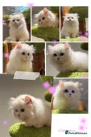 Munchkin cats Top level Super stunning & rare Minuet - Advert 1