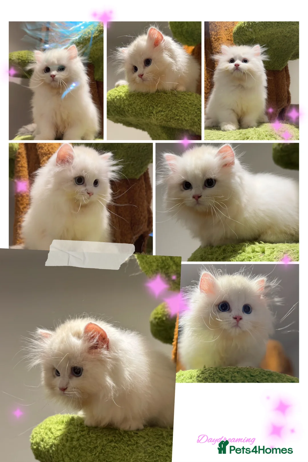Munchkin cats for sale: Top level Super stunning & rare Minuet - Advert 2