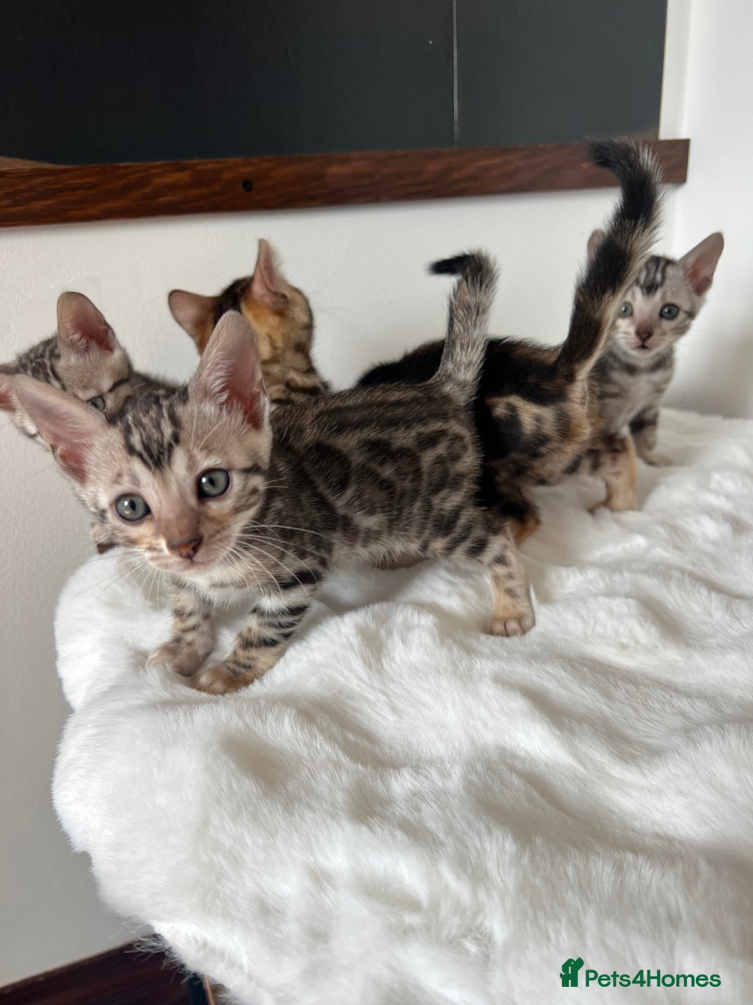 Bengal cats for sale: 🐾 TICA Registered Bengal Kittens 🐆🥰 - Image 11