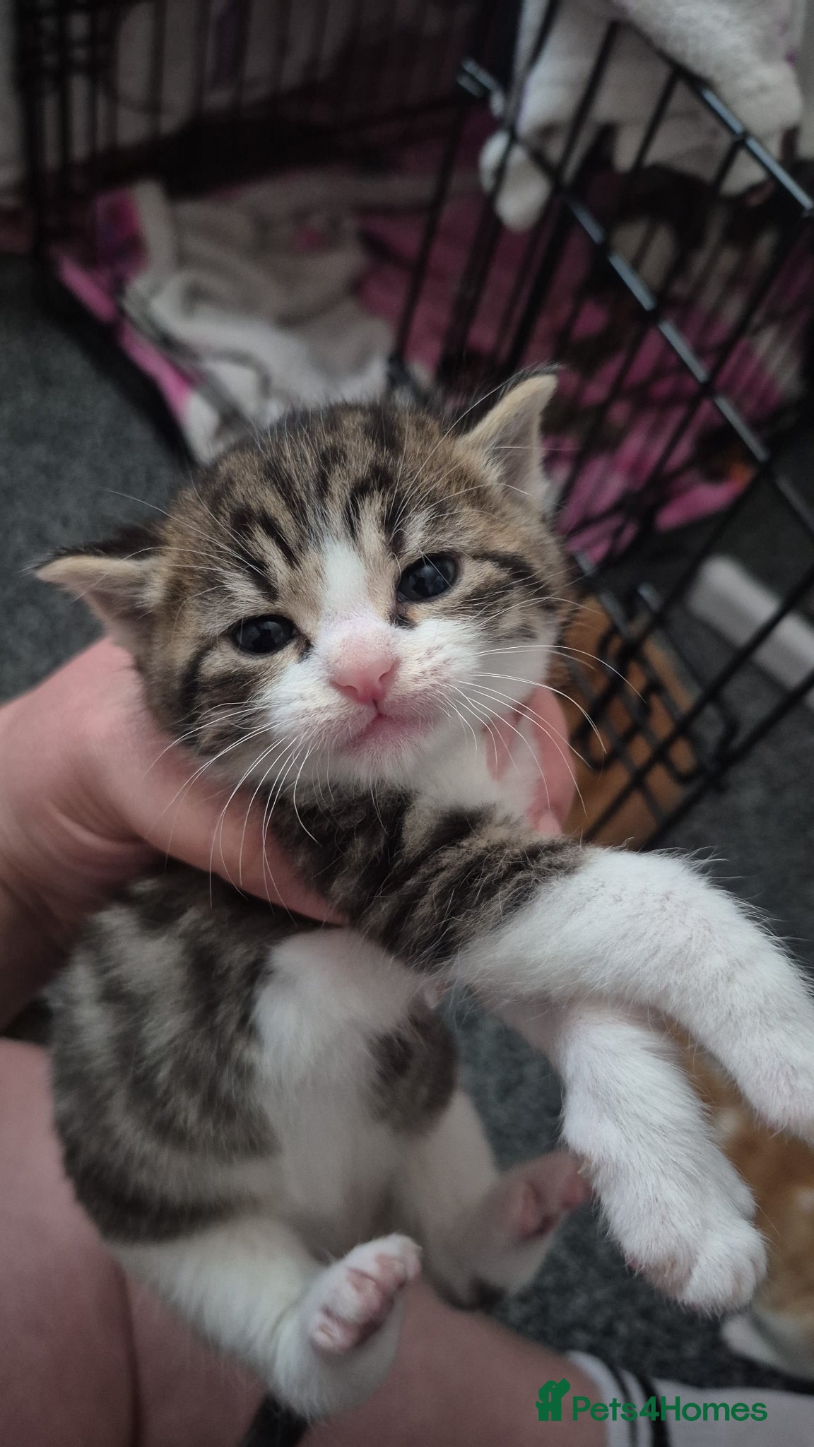 Mixed Breed cats 6 males one female looking for forever homes  - Advert 8