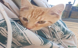 British Shorthair cats for sale: Ginger cat ready to leave asap - Image 4