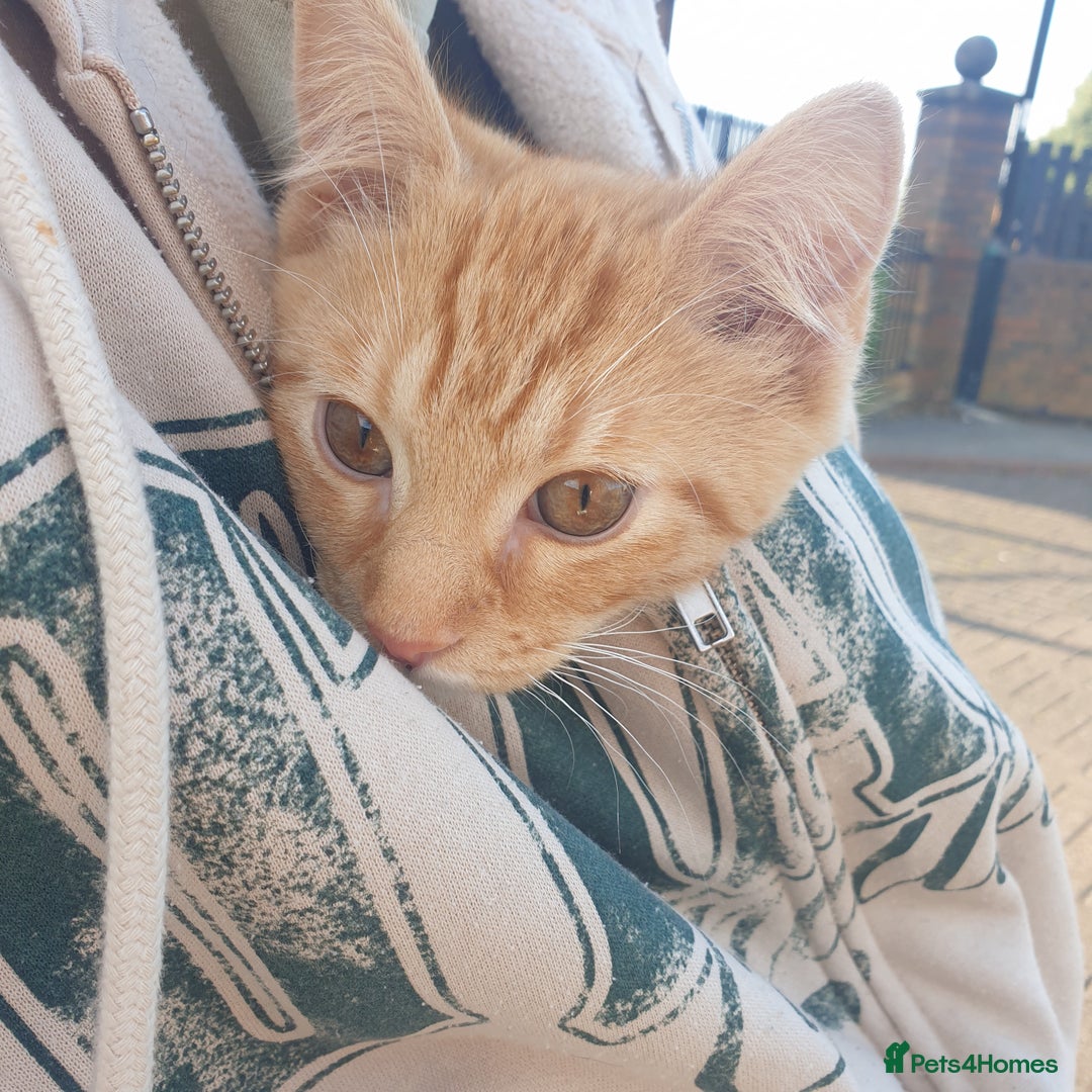 British Shorthair cats for sale: Ginger cat ready to leave asap - Image 4