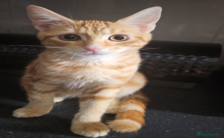 Mixed Breed cats - Advert 2