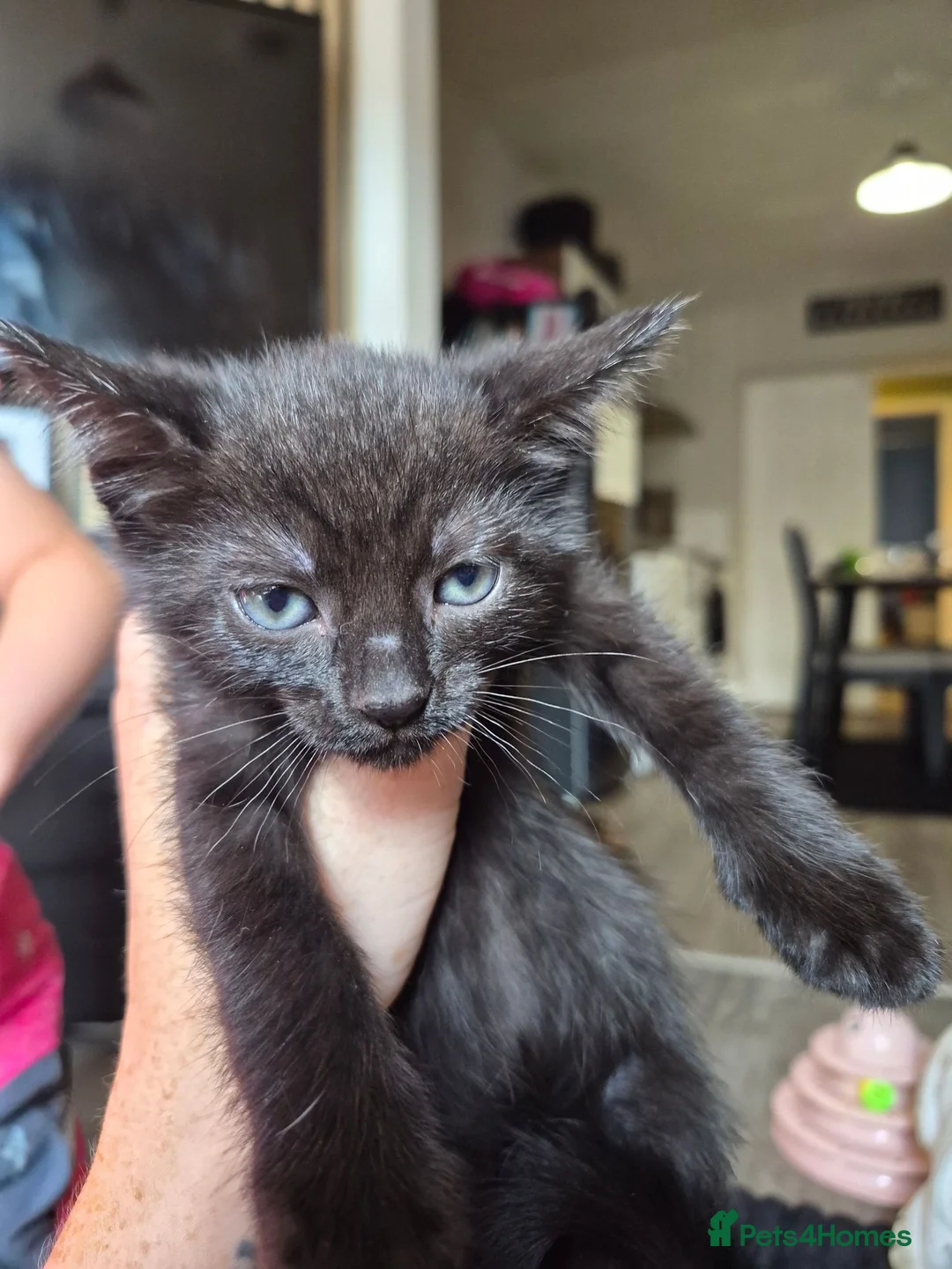 Mixed Breed cats for sale: Two female kittens  in Burnley - Advert 4
